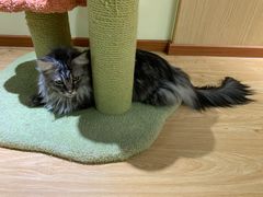 -猫和宫(六道口店)