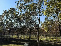 -上海海湾国家森林公园