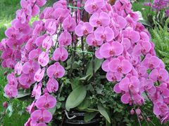 -上海鲜花港