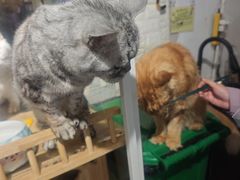 -平行世界·猫咖(首经贸店)