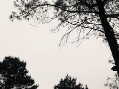 -铁山坪森林公园