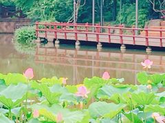 -上海滨江森林公园