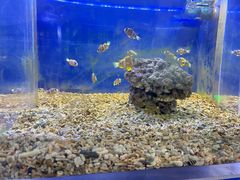 -沙沙哗啦海洋馆(华宇百花谷店)