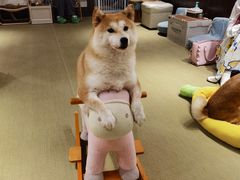 -逗柴咖啡屋·狗咖猫咖宠物桌游