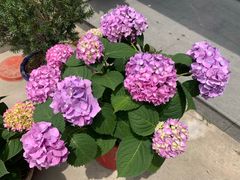 -呼吸森林·生态农庄农家乐私房菜