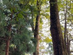 -天目山大树王景区