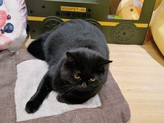 -滚猫咖啡·猫咖·猫友好撸猫(未来城店)