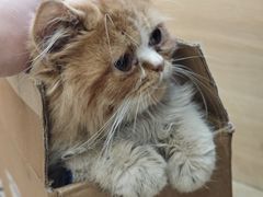 -宠颐生汉谟拉比宠物医院