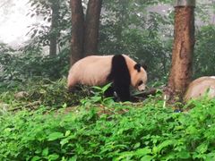-中国大熊猫保护研究中心雅安碧峰峡基地