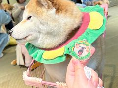 -逗柴咖啡屋·狗咖猫咖宠物桌游