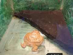 -上海大自然野生昆虫馆(东方明珠·爬宠昆虫探索中心)