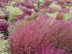 -天津东丽湖风景区