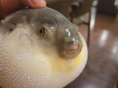 -肆月河豚·新淮扬(金融街店)