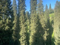 -新疆那拉提国家旅游度假区