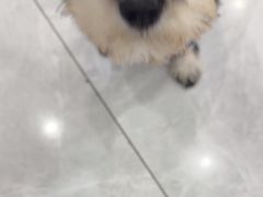 -瑞鹏宠物医院·超声·骨科·奇麟分院(蜀都万达店)