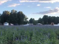 -紫海香堤香草艺术庄园