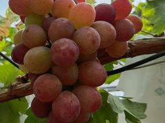 -美家乐农庄·露营·团建(大治路店)