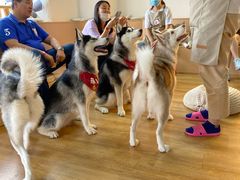 -Husky Go! 哈士奇体验馆·宠物咖啡厅狗咖