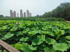 -前关湿地公园