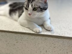 -飞行喵MR PILOT|猫舍·猫咖(静安大融城店)