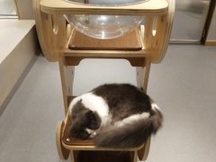 -飞行喵MR PILOT|猫舍·猫咖(静安大融城店)