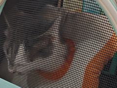 -天使宠物医院·犬猫分诊(彩虹店)