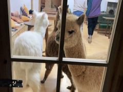 -猫色咖啡·猫咖