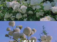 -上海滨江森林公园