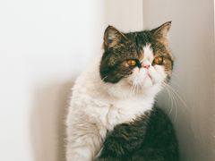 -瞄一喵猫咖(格力海岸店)