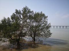 -宝安西湾红树林湿地公园