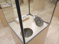 -袖虎猫馆(十亩地店)