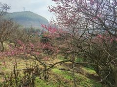 -新建村梅花