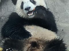 -都江堰中华大熊猫苑