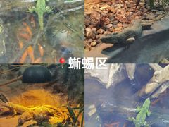 -上海大自然野生昆虫馆(东方明珠·爬宠昆虫探索中心)