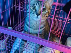 -Sirena海妖日咖夜酒