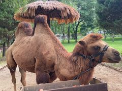 -北京野生动物园