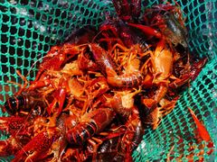 -二钳洞庭虾蟹·江湖菜(成都鹭岛店)