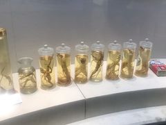 -广东中医药博物馆