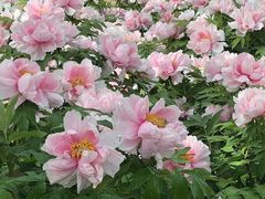 -石家庄市植物园