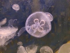 -嘉兴海底世界