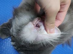 -佳雯宠物医院·皮肤科·内外科(春晓路分院)