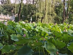 -莲湖公园