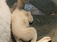 -上海大自然野生昆虫馆(东方明珠·爬宠昆虫探索中心)