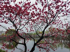 -无锡蠡湖国家湿地公园-蠡园