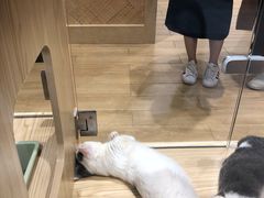 -屋虎猫馆(宝安大仟里店)