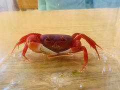 -Rabbit Cafe私房西餐甜点咖啡(栖霞路店)