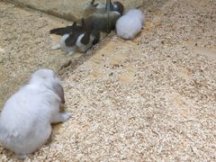 -龟与熊猫宠物公园(南坪店)