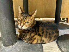 -小时光咖啡馆(北锣鼓巷店)
