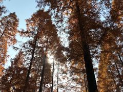 -黄海国家森林公园