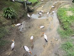 -吉隆坡雀鸟公园